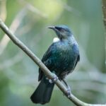 10 cosas que ver y hacer en Tui (Tuy)